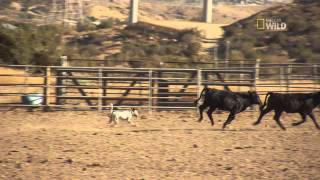 Cesar 911 Episode 4 Clip Jumping a Hurdle [upl. by Himelman]