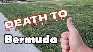 How Im Killing Bermuda Out Of Kentucky Bluegrass [upl. by Almond553]