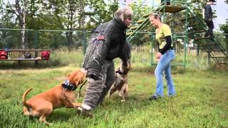 Amstaff protection dog training 1 [upl. by Ahsatam196]