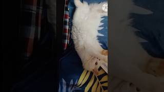 Funniest cats 🤣🔊cat catlover cats ytshorts shorts shortsfeed youtubeshortsyoutube funny [upl. by Rana]