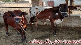 beautiful bul palae wala [upl. by Ayaj]