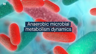 Deterministic factors control anaerobic microbial metabolism [upl. by Calysta943]