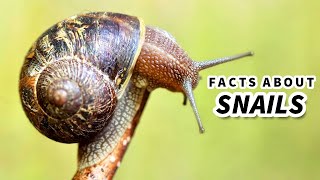 Snail Facts Learn About the LAND SNAIL 🐌 Animal Fact Files [upl. by Ahsad]