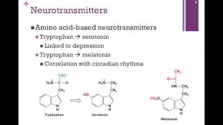 138Synthesis of Neurotransmitters [upl. by Hartley]