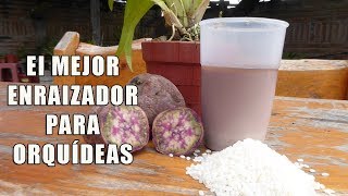 El MEJOR ENRAIZADOR CASERO PARA ORQUÍDEAS  Orquiplanet [upl. by Orji]