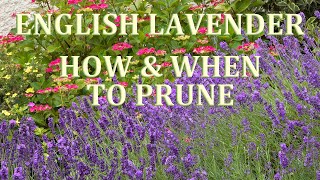 How and When to prune English Lavender 2020 [upl. by Roosevelt]