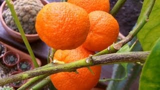 My LEMON TREE has started growing ORANGES [upl. by Amaleta]