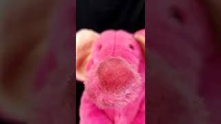 ASMR Lens Licking Mouth Sounds and Sniffing by an Elephant Kawaii Shorts [upl. by Nnylkcaj]