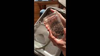 How to clean and save Persicaria tinctoria indigo seeds [upl. by Fianna]