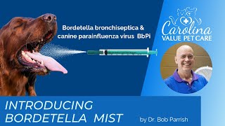 New Bordetella vaccine [upl. by Gill933]