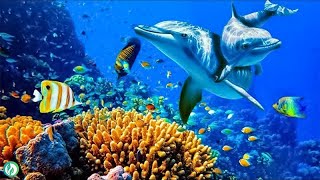 Relaxing Music to Relieve Stress Anxiety and Depression • Mind Body 🐬 Soothing Music [upl. by Anilorac751]