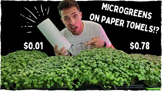 Can Paper Towels Grow Microgreens Successfully  Coco Coir vs Paper Towel [upl. by Aneehsit]