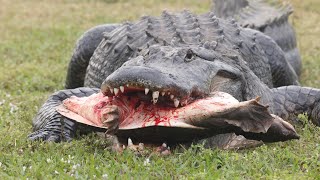 American Alligator kills and eats Florida Softshell turtle in Naples Florida [upl. by Maitland965]