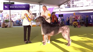 Irish Wolfhounds  Breed Judging 2024 [upl. by Anomas]