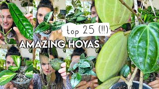 Top 25 MindBlowing HOYAS 🌱 Best Amazing Hoya Plants RARE  COMMON [upl. by Nonac]