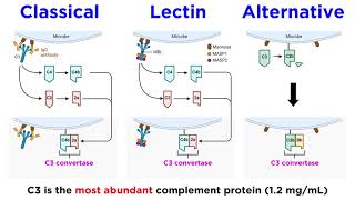 The Complement System Classical Lectin and Alternative Pathways [upl. by Eitirahc]