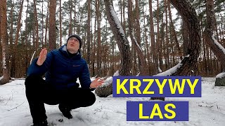 Krzywy Las  Sosnowa Leśna Zagadka [upl. by Erlond]