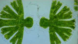 Time lapse Video  Binary Fission of Micrasterias Algae 2 [upl. by Uriia]