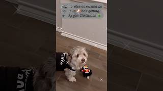 Ready for the holidays🐶👋 puppy christmas xmas doodle dogs shorts youtubeshorts viralvideo [upl. by Weisler593]