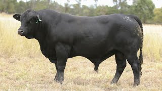 LOT 23  BRANGUS  JK CATTLE CO TRENDSETTER T489 [upl. by Alrak370]