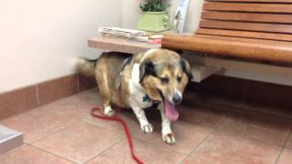 My dog hyperventilating while at the vets office [upl. by Sixla]