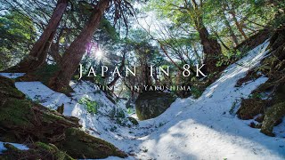 Japan in 8K Winter in Yakushima [upl. by Phio]