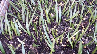 I propagated a heap of Haemanthus Coccineus from seed and here they are after a month [upl. by Nuajed]