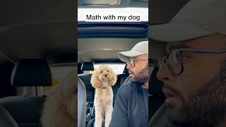 Mini Cockapoo Thinks About Math Question Before Answering 😳 [upl. by Anesuza374]