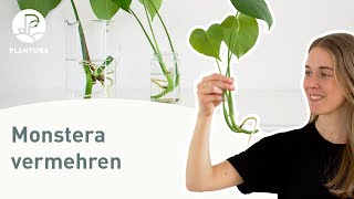 Monstera vermehren Selbst Ableger trennen Anleitung [upl. by Elletnuahs438]