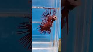 Betta fish🐠 Red crown tail betta fish🐠 [upl. by Nylahs]