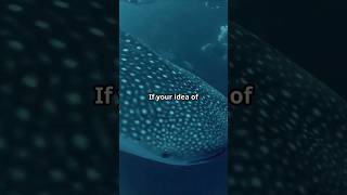 Whale Sharks Age Secrets Unveild [upl. by Brice649]