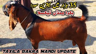 Today Taxila Bakra Mandi Latest Update 1 November 2024  Qurbani Bakra Eid [upl. by Alexandrina]