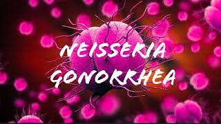 Neisseria gonorrhea [upl. by Courcy]