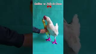 Pelea Gallina vs el pollo de goma 😂 gallinas shorts gallos [upl. by Aelsel]