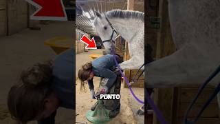 Niña ayuda a un caballo en apuros 😮❤️ shortvideo shortsfeed shorts [upl. by Duleba319]