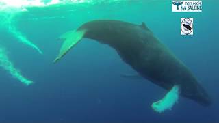 Chant dun mâle Baleine à bosse en Guadeloupe [upl. by Beal571]