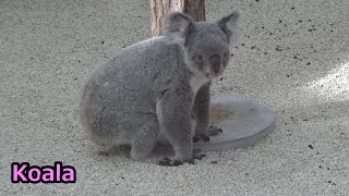 コアラの子供たちが可愛い♥ Cute koala child and family 338 【Cute animal baby videos】【こども動物自然公園】 [upl. by Itida]