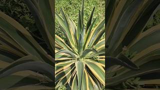 Agave americanacentury plant [upl. by Menashem513]