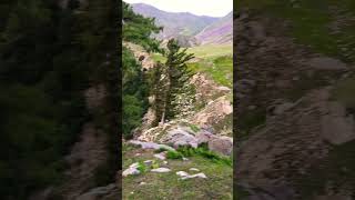 Nature explore swat valley  most beautiful place in pakistan nature naltarvalley desertbeauty [upl. by Analra]