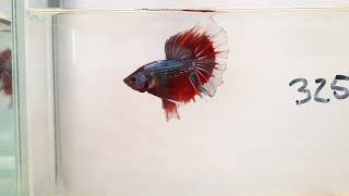 Betta Halfmoon marble [upl. by Courtund]