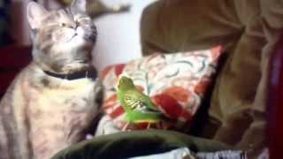 Cat and Budgie Freeview advert [upl. by Eula676]