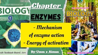 Mechanism of Enzyme Action  Energy of Activation  Chapter Enzyme  Sindh board By Umm e Aiman [upl. by Utas]