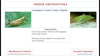 Order Orthoptera [upl. by Inerney]