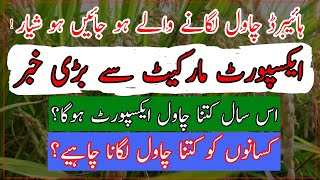 Hybrid rice cultivation in PunjabHybrid rice ki kashatIs hybrid rice profitable ہائیبرڈ چاول کاشت [upl. by Remmus170]