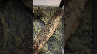 ヤマビタイヘラオヤモリ Uroplatus sikorae  Mossy leaftail gecko シコラエ shorts [upl. by Annod]