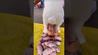 how little rabbits giving birth 🥰 Rabbit bunny giving births  rabbitgivingbirth shorts [upl. by Enicnarf]