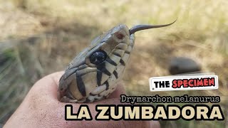 La Zumbadora Real  Drymarchon melanurus Colubridae [upl. by Adlitam]