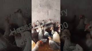 Egyptian fayoumi chicks forsale rooftopfarming [upl. by Alekehs]