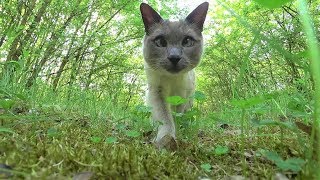 Siamese Cats VLOG Wake up in Tent Forest Walk Screaming Crowd amp Honking Cars  Thunderstorm [upl. by Leontine969]