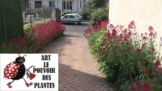 Tuto jardin Taille et entretien Valeriane centranthus ruber Plante vivace [upl. by Yngad]